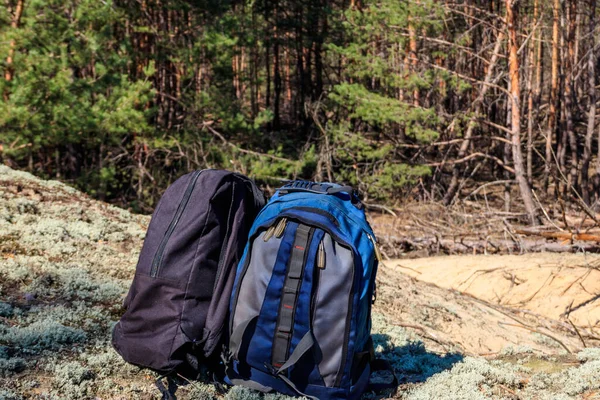 Dos Mochilas Turísticas Claro Bosque Pinos Concepto Caminata — Foto de Stock