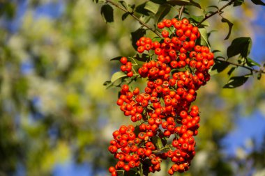 Pyracantha 'nın yeşil yapraklı sonbahar meyveleri.