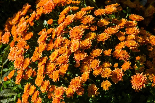 Chrysanthèmes Orange Sur Parterre Dans Jardin Automne — Photo