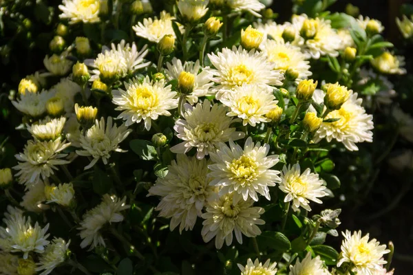 Beautiful Chrysanthemums Flowerbed Garden Autumn — Stock Photo, Image