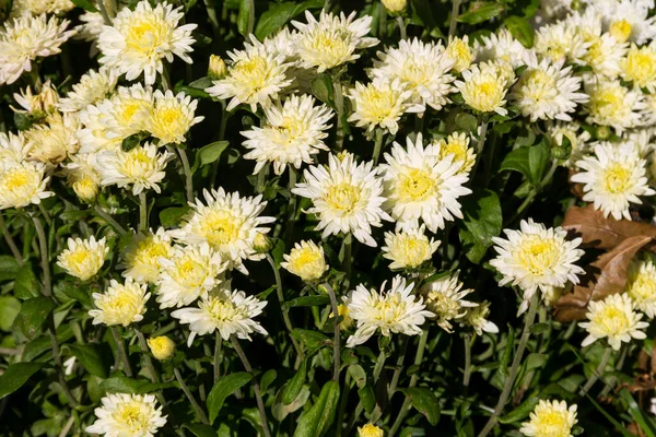 Schöne Chrysanthemen Auf Dem Beet Garten Herbst — Stockfoto