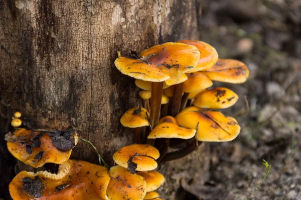 Ormandaki bir kütükte yetişen bal mantarı