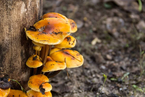 Ormandaki bir kütükte yetişen bal mantarı