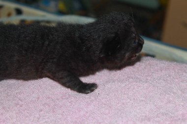 Yatakta yeni doğmuş kedi yavrusu