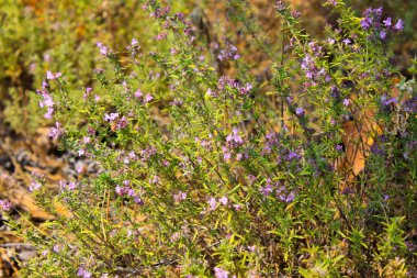 Yeşil bir çayırda yetişen yabani kekik