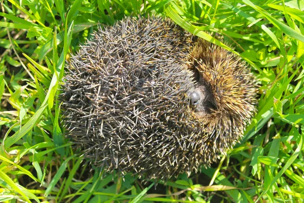 Egel Groen Gras — Stockfoto