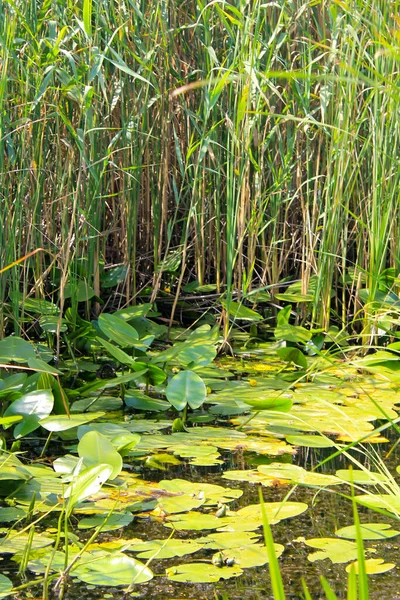 Водні Рослини Болоті — стокове фото