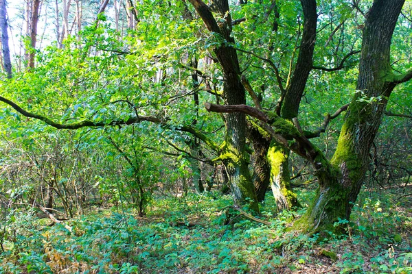 Vista Bosque Verde Verano —  Fotos de Stock