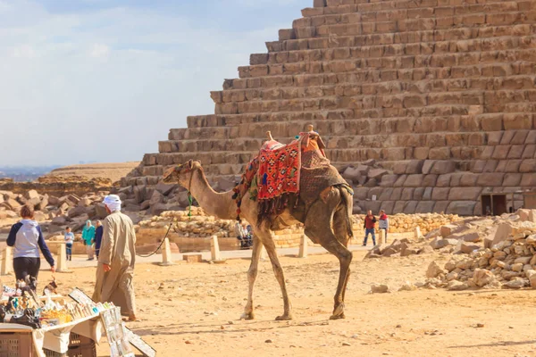 Kair Egipt Grudnia 2018 Beduin Prowadzi Wielbłąda Pobliżu Wielkich Piramid — Zdjęcie stockowe
