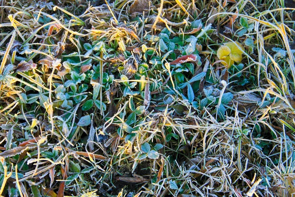 Primeira Geada Matinal Nas Plantas Verdes — Fotografia de Stock