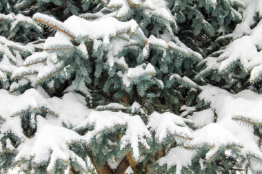 Karla kaplı ladin dalları