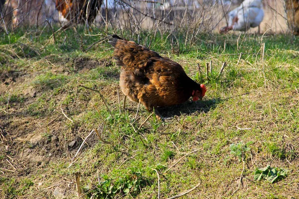 Hens Green Grass — Stock Photo, Image