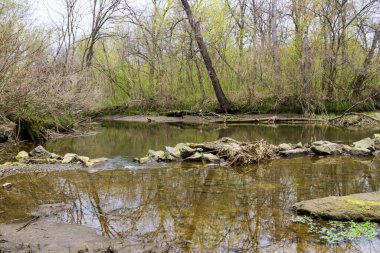 İlkbaharda ormandaki nehir