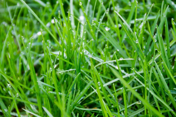 Dew Druppels Groen Gras Groene Gras Achtergrond — Stockfoto