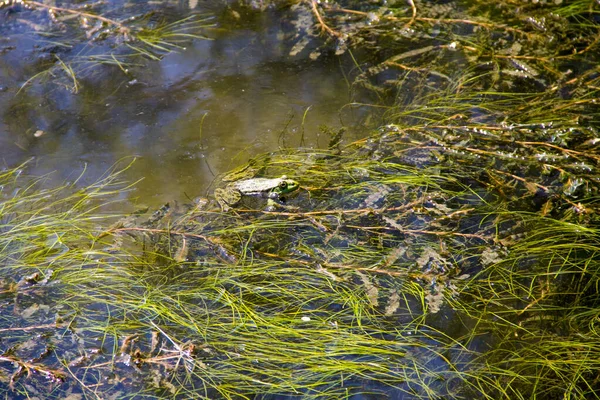 Frosch Sumpf — Stockfoto