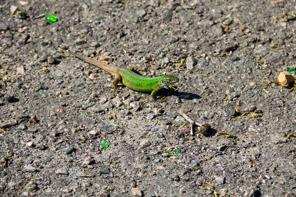 Groene Hagedis Grijze Asfaltweg — Stockfoto