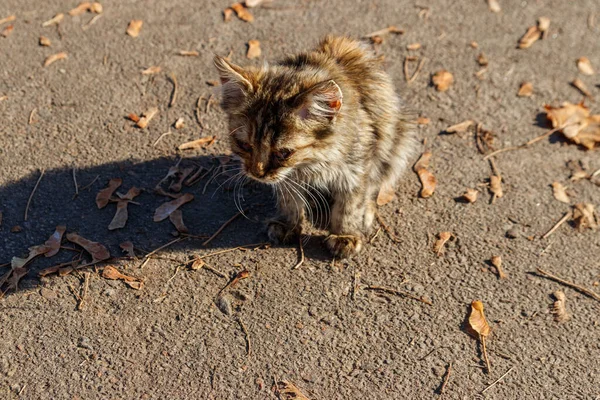 Obdachloses Krankes Kätzchen Städtischen Herbstpark Streunende Babykatze Hat Einen Wässrigen — Stockfoto