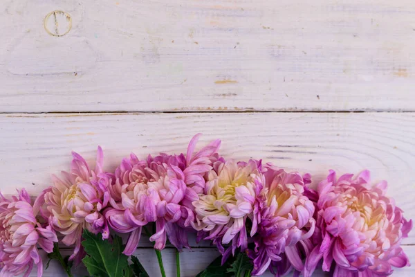 Beyaz ahşap arka planda güzel kasımpatılar. Üst görünüm, alanı kopyala