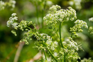 Su baldıranı (Conium maculatum) çiçekleri