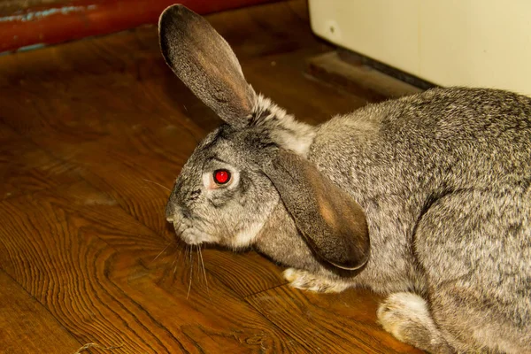 Kaninchen Auf Dem Boden Zimmer — Stockfoto