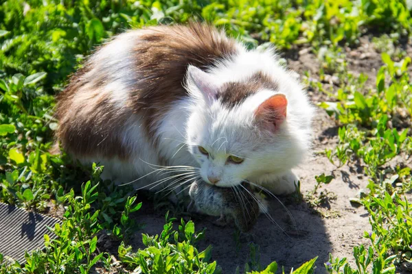 Caçador Gato Bonito Pegou Mouse Mantém Dentes Livre — Fotografia de Stock