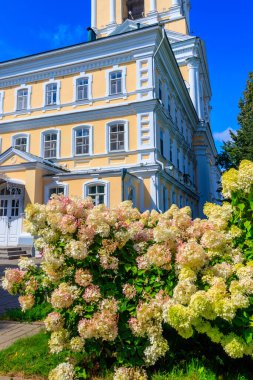 Bahçedeki beyaz ve pembe ortanca veya hortensiya