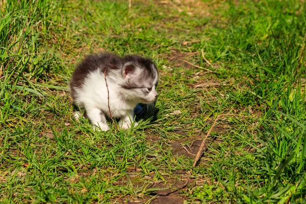 Pequeño Gatito Hierba Verde — Foto de Stock