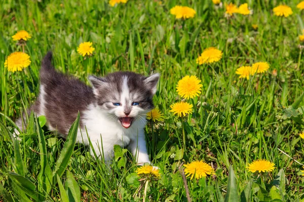 黄色いタンポポの花に小さな子猫 緑の草原の若い猫 — ストック写真