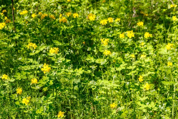 Flores Celandine Amarelo Floresta Chelidonium Majus Vulgarmente Conhecido Como Celandina — Fotografia de Stock