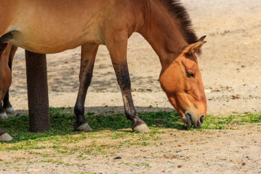 Przewalski çayırdaki vahşi at. Przewalski 'nin atı (Equus przewalskii veya Equus ferus przewalskii), Moğol vahşi atı olarak da bilinir.