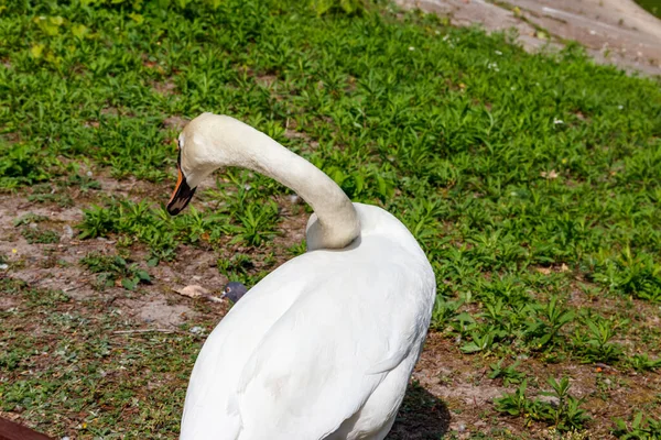 Cigno Bianco Piedi Sulla Riva Del Lago — Foto Stock