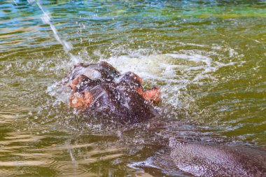 Suaygırı (Hippopotamus amfibi) ya da suda su aygırı