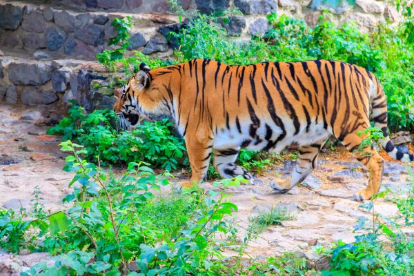 Προσωπογραφία Τίγρης Panthera Tigris — Φωτογραφία Αρχείου