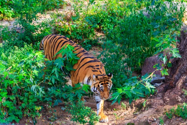 Portrait Tigre Panthera Tigris — Photo