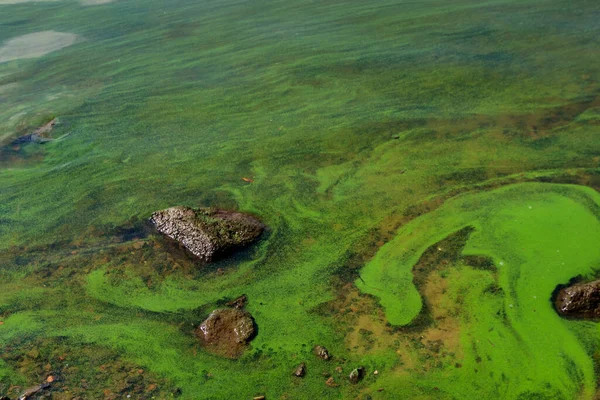 Agua Verde Floreciente Algas Verdes Contaminadas Río — Foto de Stock