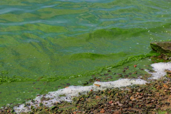 Agua Verde Floreciente Algas Verdes Contaminadas Río — Foto de Stock