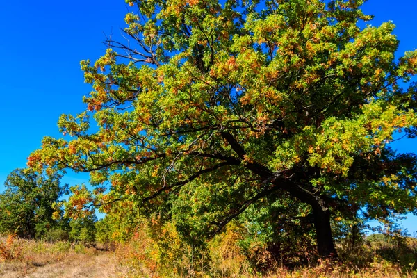 Oak Tree Meadow Autumn — Stock Photo, Image