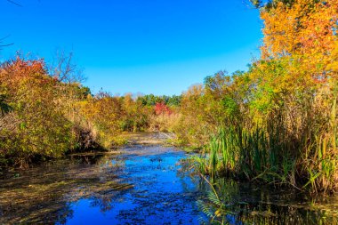 Küçük nehir ve renkli düşen ağaçlarla sonbahar manzarası