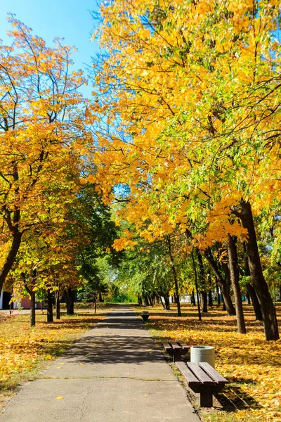 Alley Yellow Maple Trees City Park Autumn — Stock Photo, Image