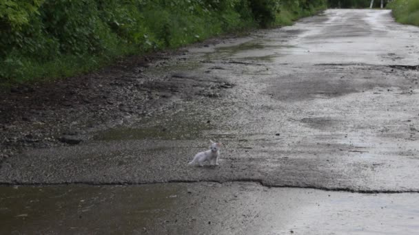 Mouillé Chaton Triste Errant Dans Une Rue Après Une Pluie — Video