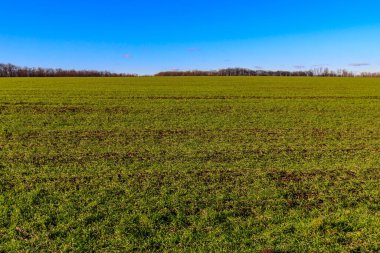 Baharda taze yeşil buğday tarlası