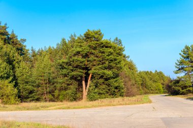 Yazın yeşil çam ormanlarında asfalt yol