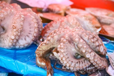 Balık pazarında taze çiğ ahtapotlar satılıyor.