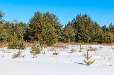 Kışın karlı çam ormanının manzarası