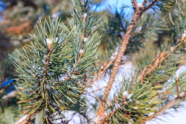 Kışın beyaz karla kaplı çam ağacı dalları