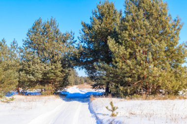 Kışın çam ormanlarında karlı kırsal yol