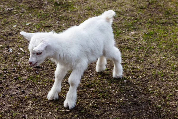 Chevre Nouveau Nee A La Ferme Portrait De Bebe Chevre Nourrisson Pelouse Stock Photo Chevre Nouveau Nee A La Ferme Portrait De Bebe Chevre Nourrisson Pelouse Stock Photo