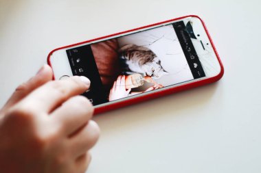 Kanepede ballı kedi