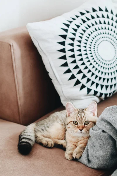 Cat on the sofa with honey