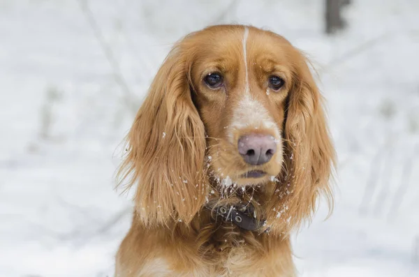Kırmızı Rus İspanyol portresi